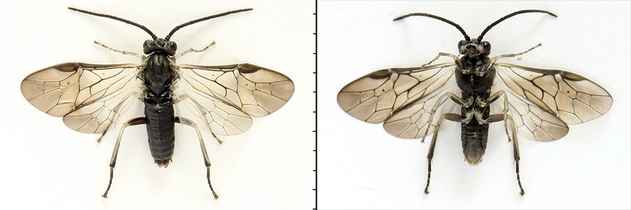 Euura (Amauronematus) humeralis (Serville, 1823)