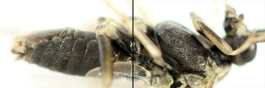 Euura (Amauronematus) humeralis (Serville, 1823)