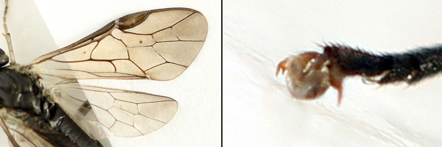 Euura (Amauronematus) humeralis (Serville, 1823)