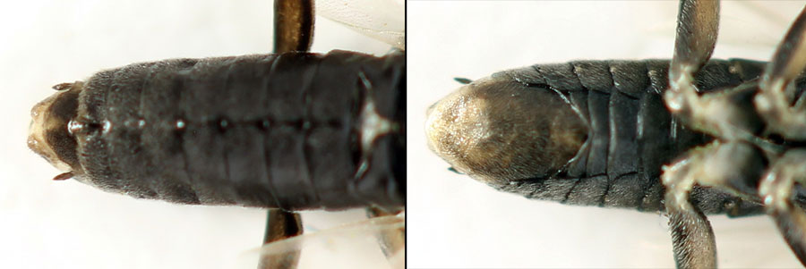 Euura (Amauronematus) humeralis (Serville, 1823)