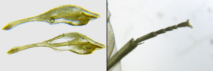 Euura (Amauronematus) humeralis (Serville, 1823)