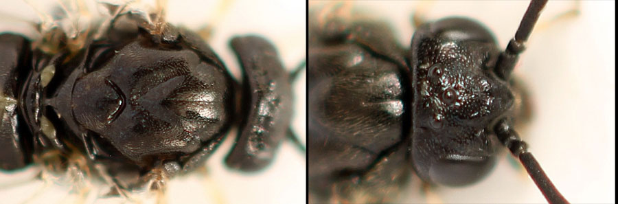 Pristiphora (Pristiphora) melanocarpa (Hartig, 1840)