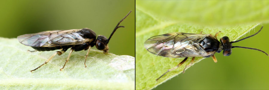Euura (Phyllocolpa) sp. oblita group. 