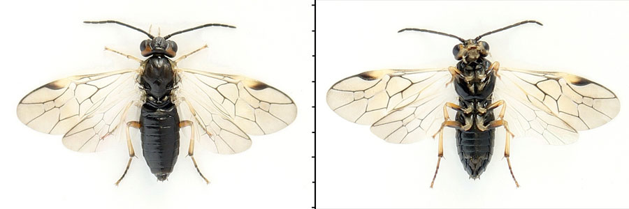 Euura (Phyllocolpa) sp. oblita group. 