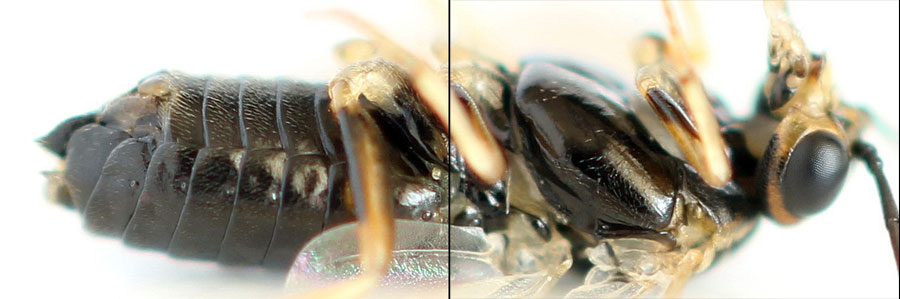 Euura (Phyllocolpa) sp. oblita group. 