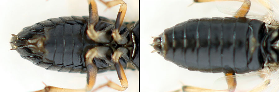 Euura (Phyllocolpa) sp. oblita group. 