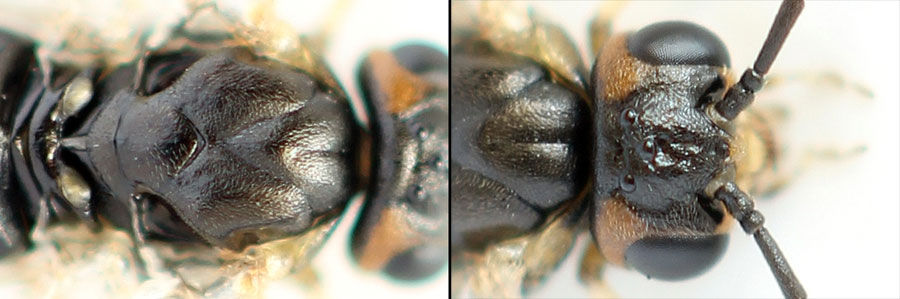 Euura (Phyllocolpa) sp. oblita group. 