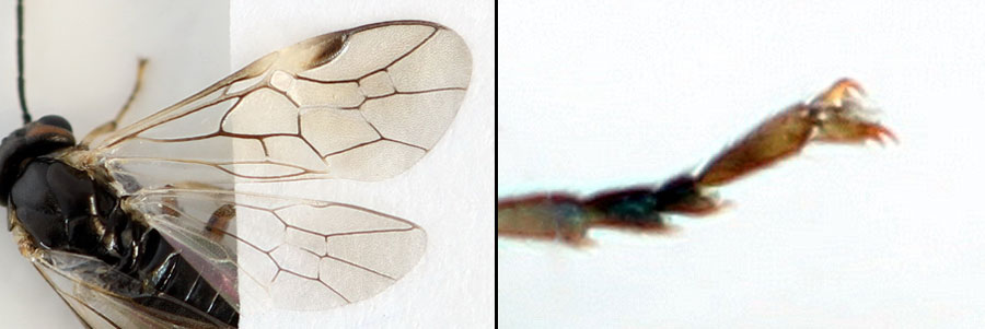 Euura (Phyllocolpa) sp. oblita group. 