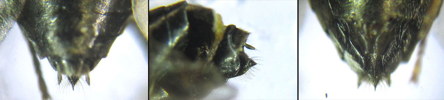 Euura (Phyllocolpa) sp. oblita group. 
