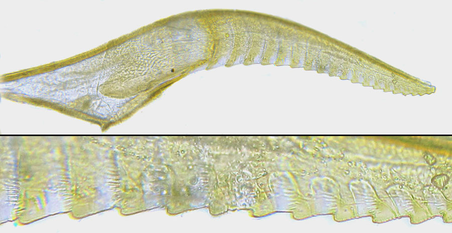 Euura (Phyllocolpa) sp. oblita group. 