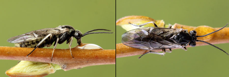 Euura (Amauronematus) humeralis (Serville, 1823)