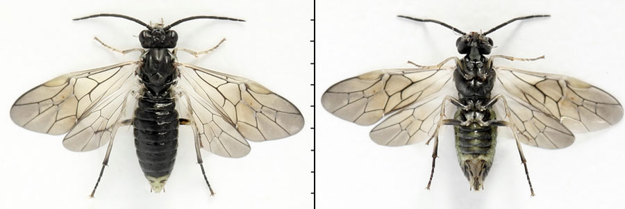 Euura (Amauronematus) humeralis (Serville, 1823)