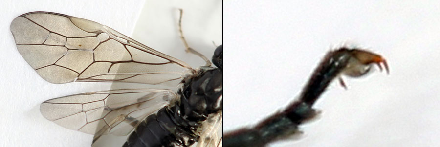 Euura (Amauronematus) humeralis (Serville, 1823)