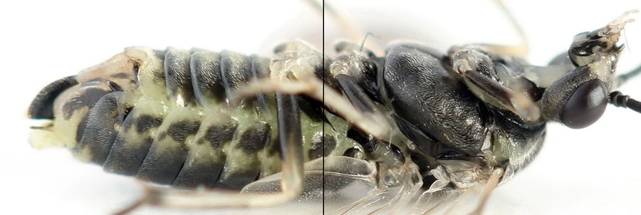 Euura (Amauronematus) humeralis (Serville, 1823)