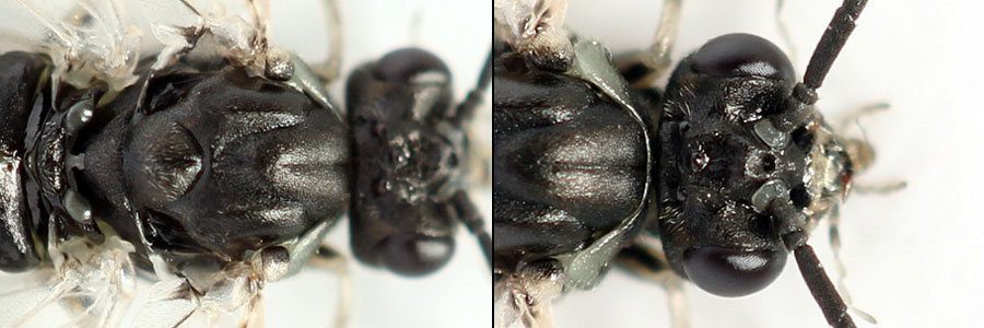 Euura (Amauronematus) humeralis (Serville, 1823)