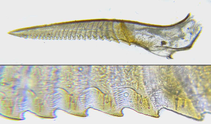 Euura (Amauronematus) humeralis (Serville, 1823)