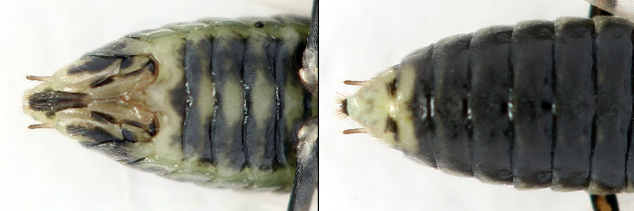 Euura (Amauronematus) humeralis (Serville, 1823)