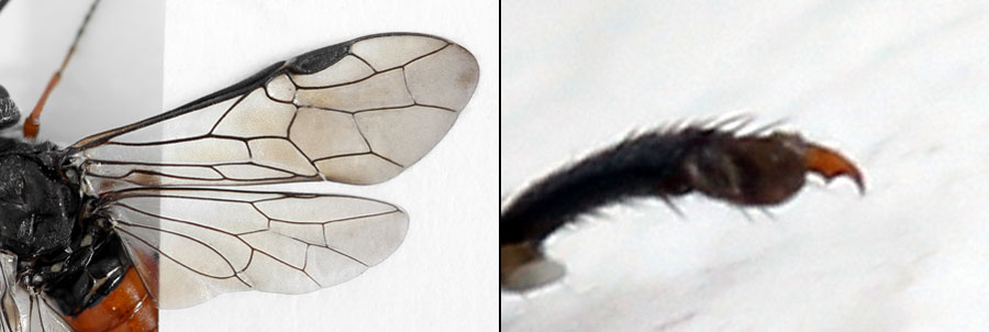 Dolerus (Dolerus) timidus (Klug, 1818)