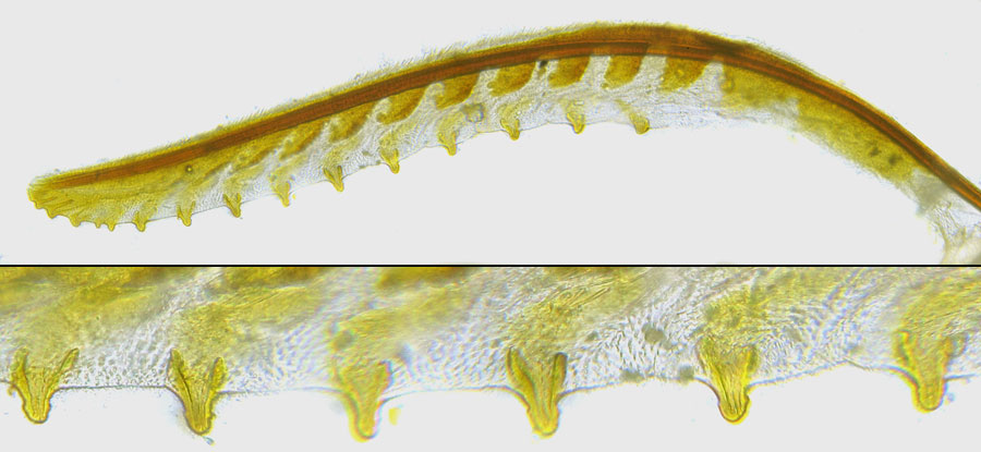 Cephaledo excellens (Konow, 1886)