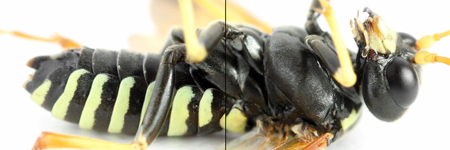 Cephaledo excellens (Konow, 1886)