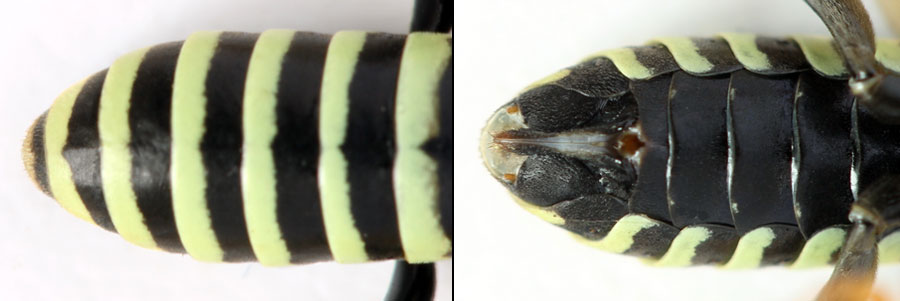 Cephaledo excellens (Konow, 1886)