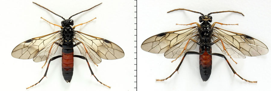 Aglaostigma (Bivena) langei (Konow, 1894)
