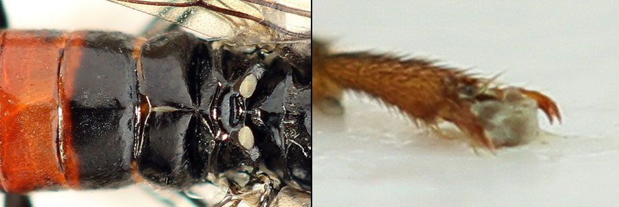 Aglaostigma (Bivena) langei (Konow, 1894)