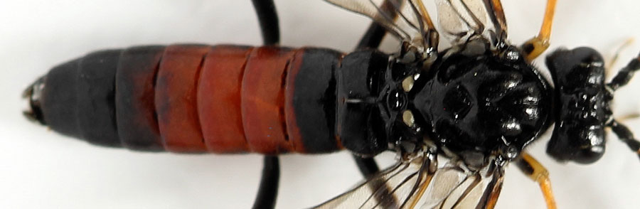 Aglaostigma (Bivena) langei (Konow, 1894)