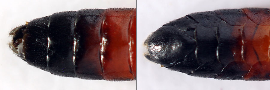 Aglaostigma (Bivena) langei (Konow, 1894)