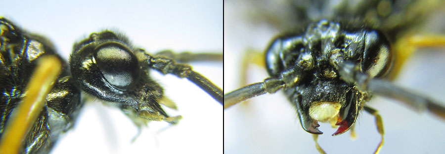 Aglaostigma (Bivena) langei (Konow, 1894)