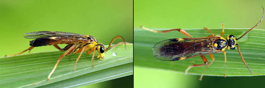 Tenthredopsis litterata (Fabricius, 1804)  