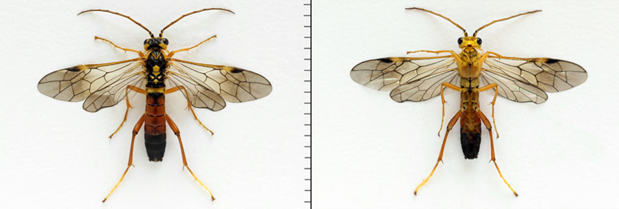 Tenthredopsis litterata (Fabricius, 1804)  