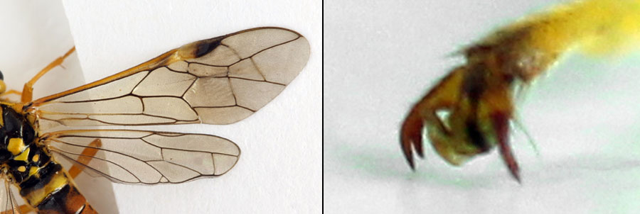Tenthredopsis litterata (Fabricius, 1804)  