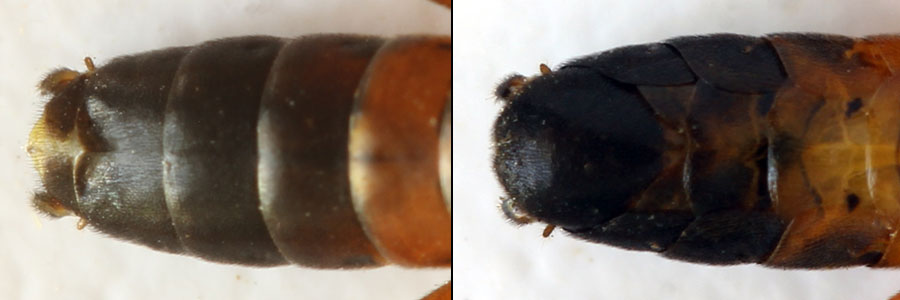 Tenthredopsis litterata (Fabricius, 1804)  