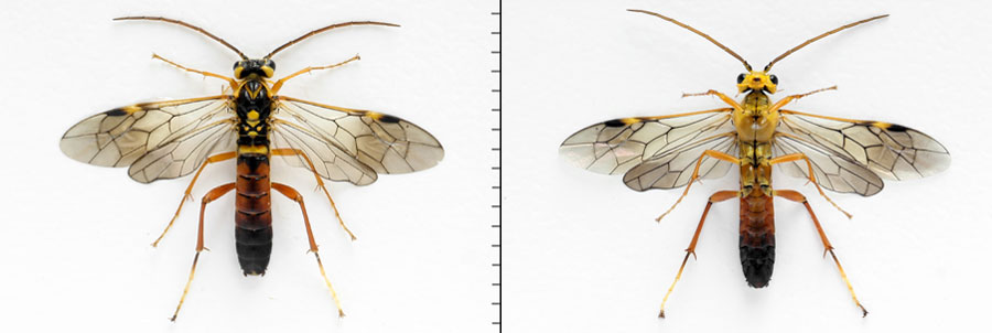 Tenthredopsis litterata (Fabricius, 1804)  