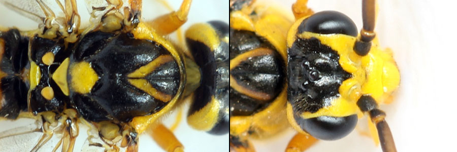 Tenthredopsis litterata (Fabricius, 1804)  