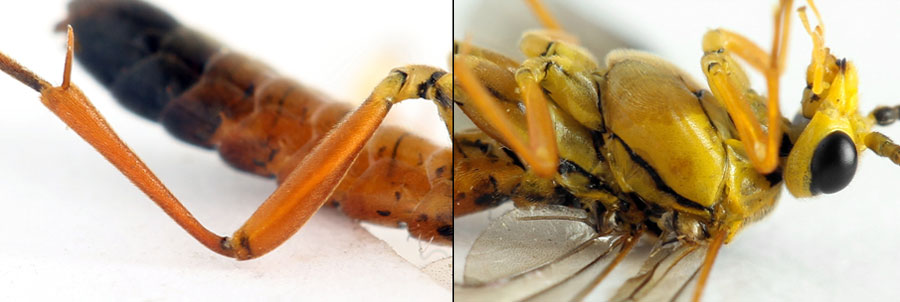 Tenthredopsis litterata (Fabricius, 1804)  