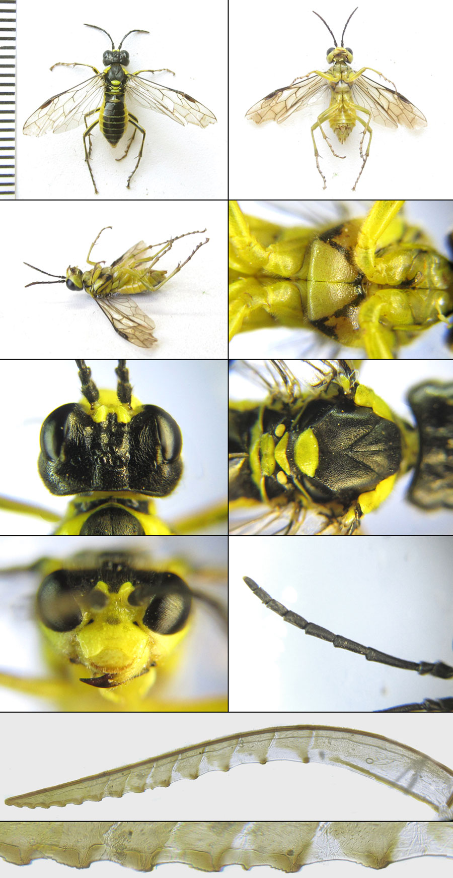Tenthredo (Tenthredo) mioceras (Enslin, 1912)