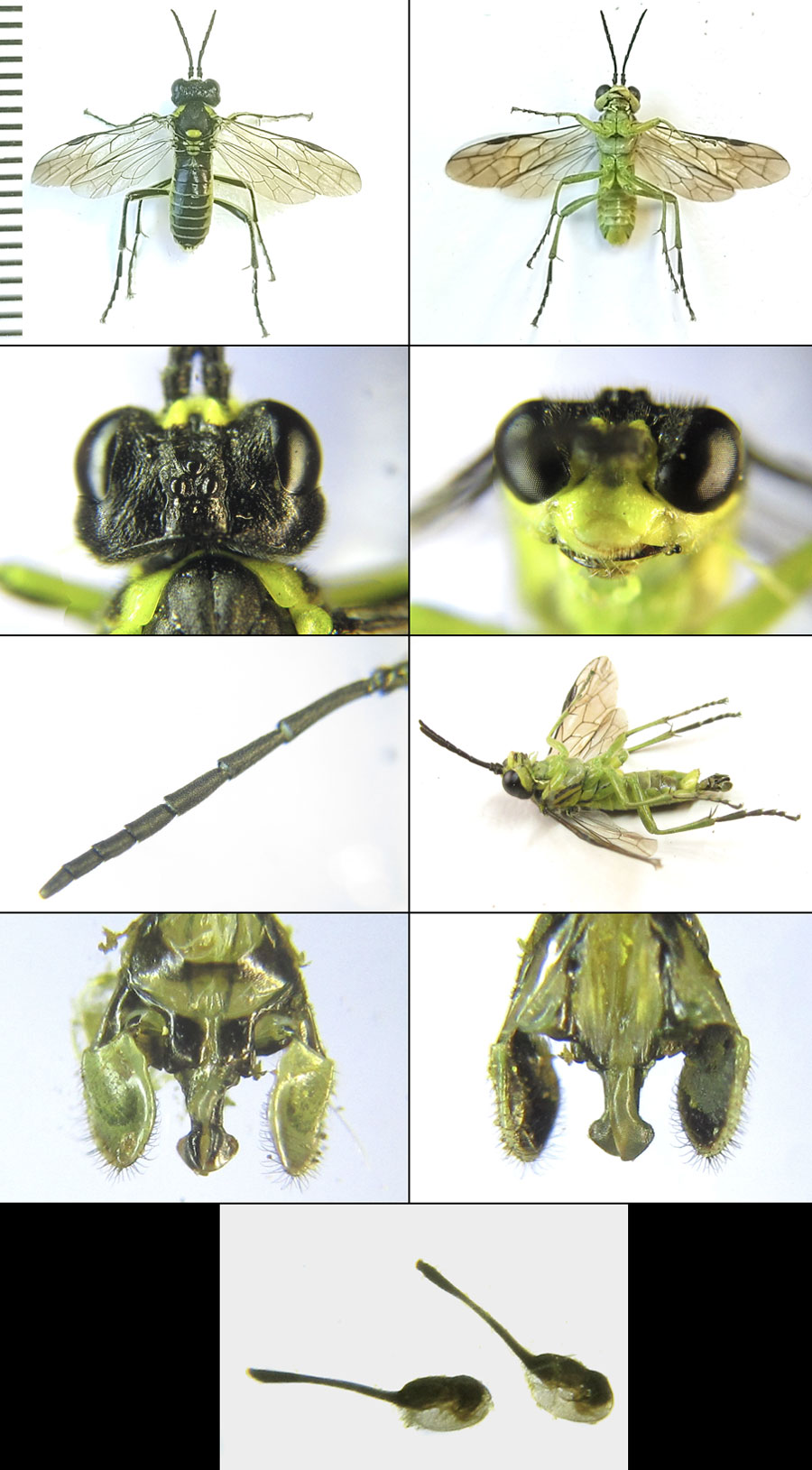 Tenthredo (Tenthredo) mioceras (Enslin, 1912)