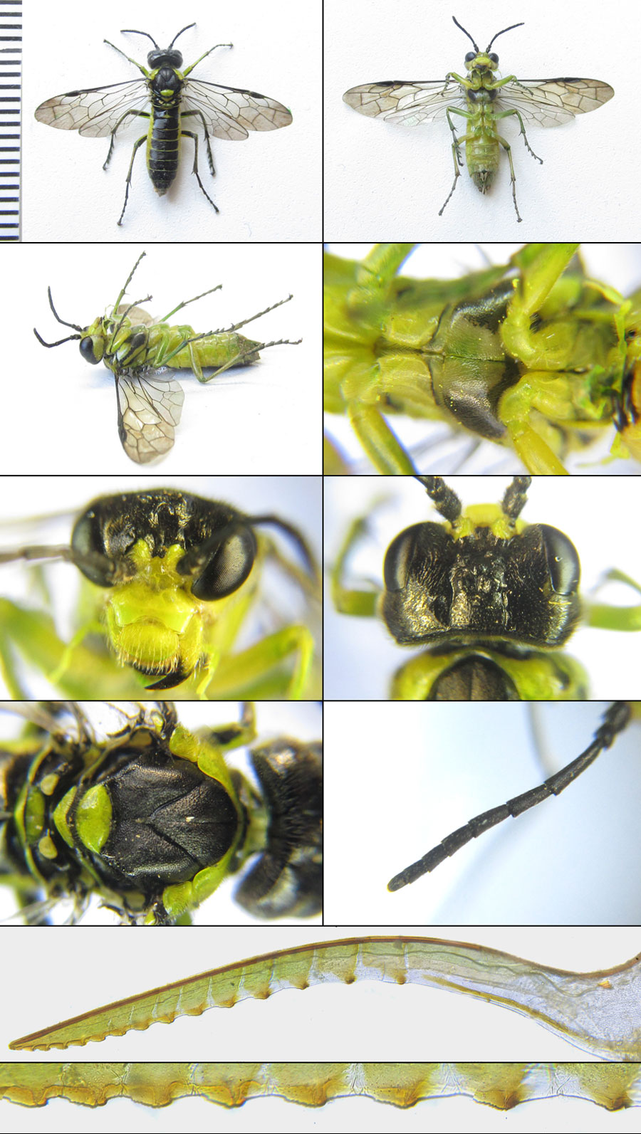 Tenthredo (Tenthredo) mioceras (Enslin, 1912)