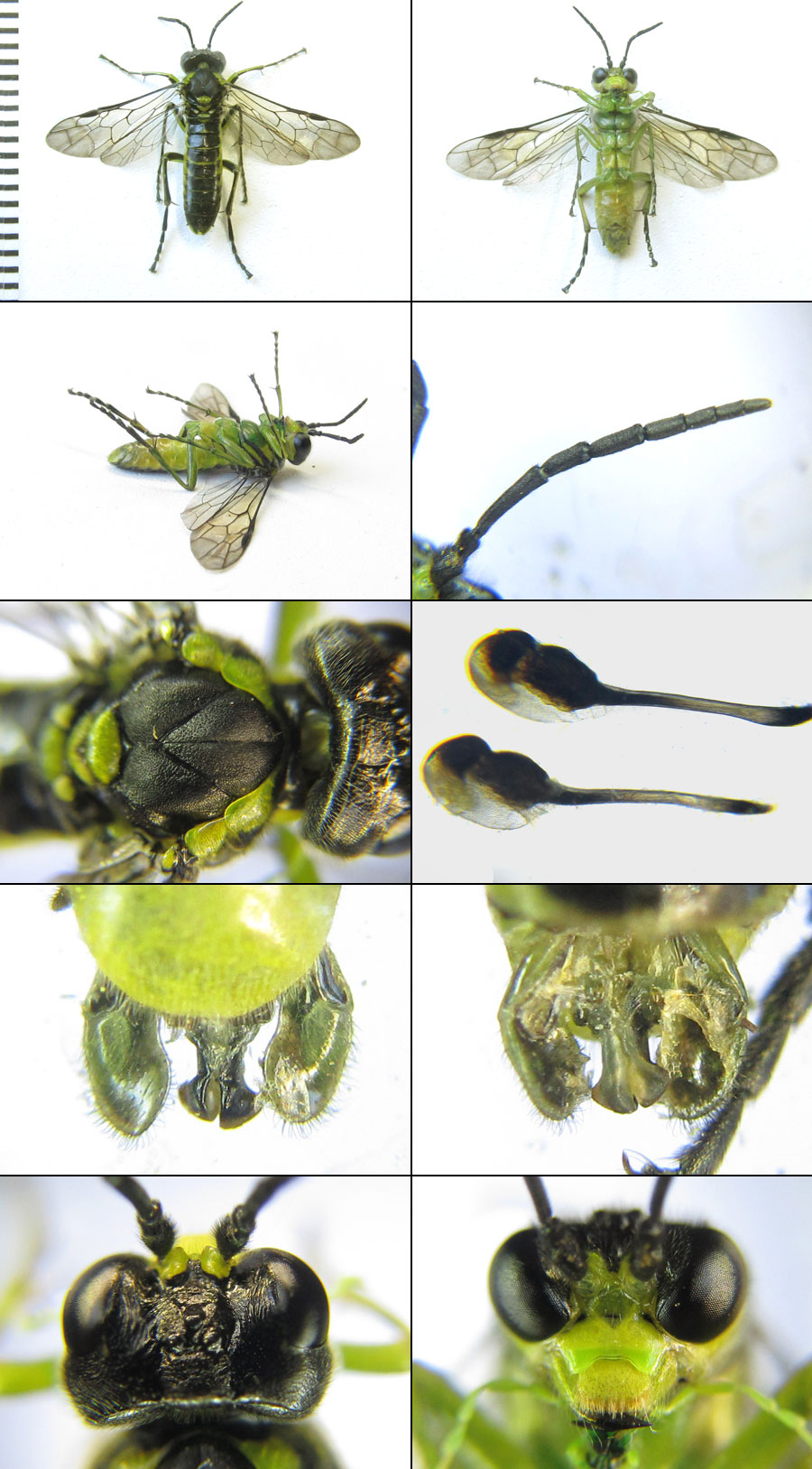 Tenthredo (Tenthredo) mioceras (Enslin, 1912)