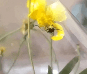 Tenthredo (Tenthredo) mioceras (Enslin, 1912)