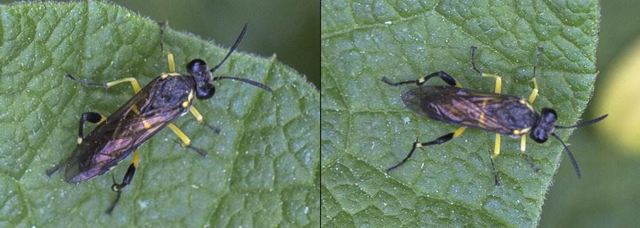 Macrophya (Macrophya) montana (Scopoli, 1763)
