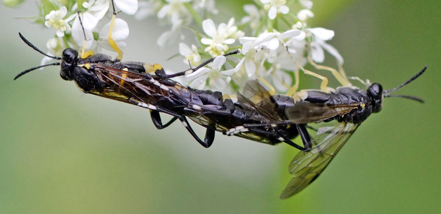 Macrophya (Macrophya) montana (Scopoli, 1763)