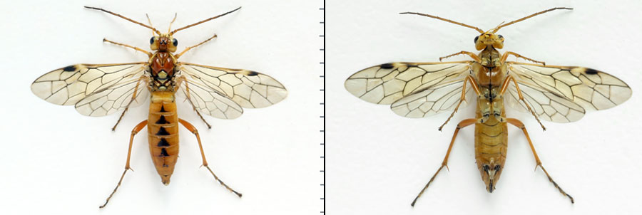 Tenthredopsis nassata (Linné, 1767)
