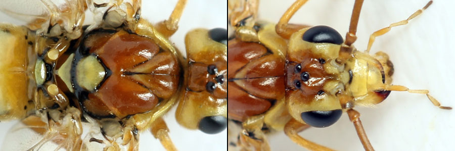 Tenthredopsis nassata (Linné, 1767)