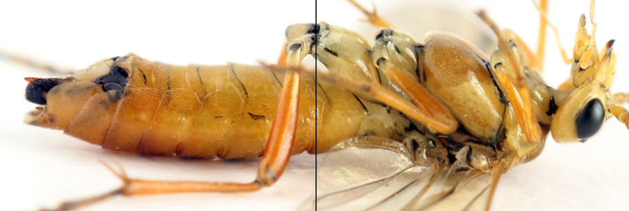 Tenthredopsis nassata (Linné, 1767)