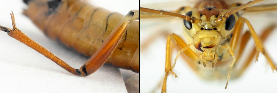 Tenthredopsis nassata (Linné, 1767)
