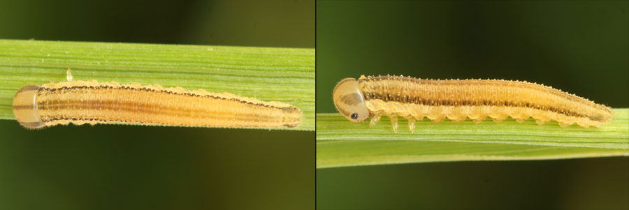Tenthredopsis nassata (Linné, 1767)