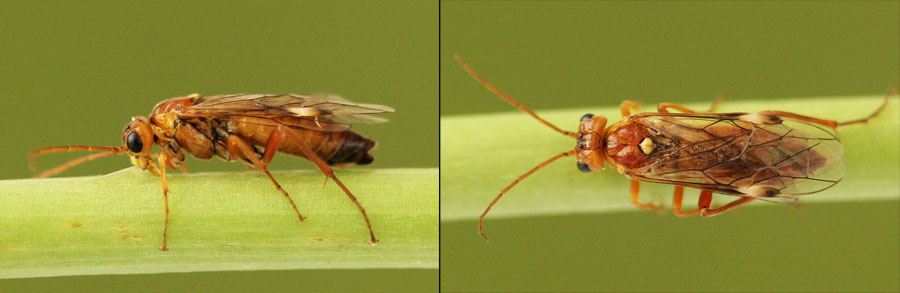Tenthredopsis nassata (Linné, 1767)